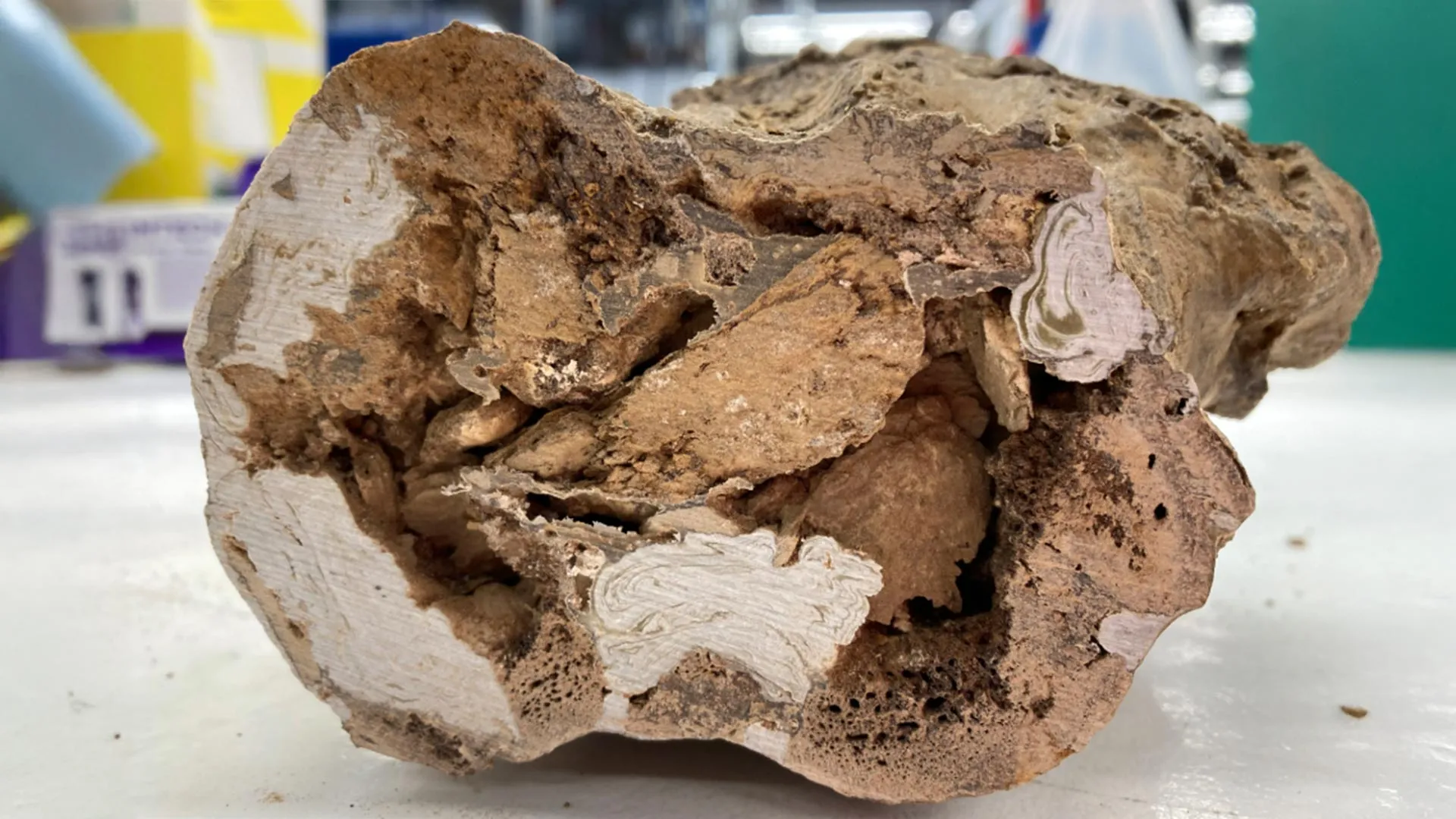 古生物学重大突破:6600万年恐龙骨骼现有机分子