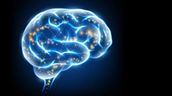 科学家研发超级维生素K 助力大脑自我修复