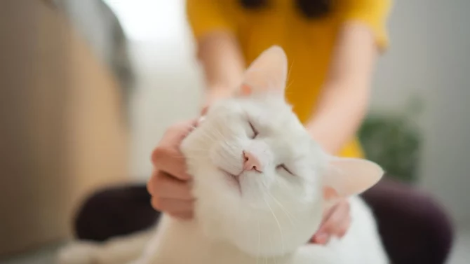 家猫或成人类癌症疗法突破口，科学家揭示新可能