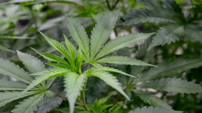 大麻新化合物：止痛不致幻