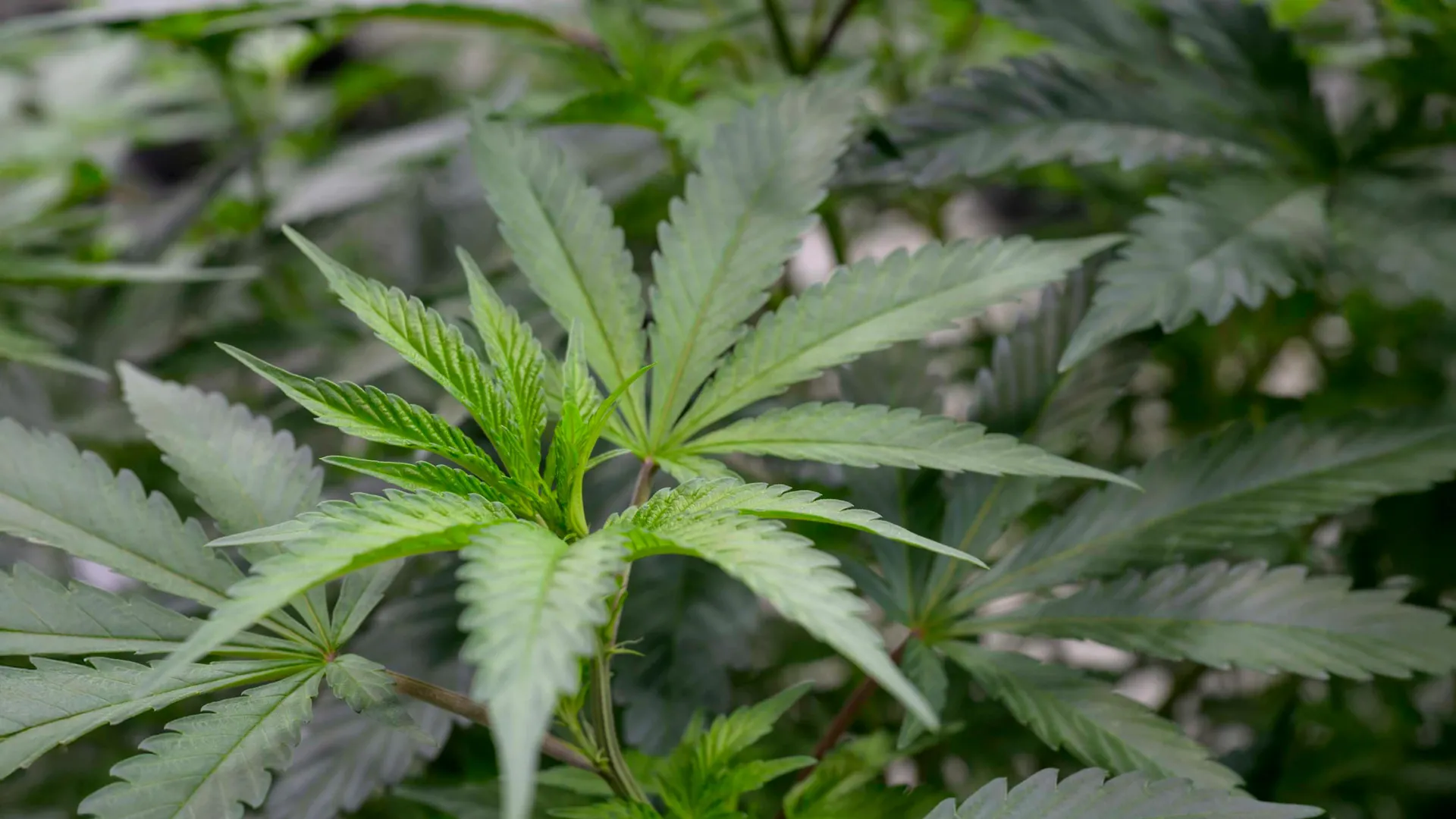 大麻新化合物:止痛不致幻