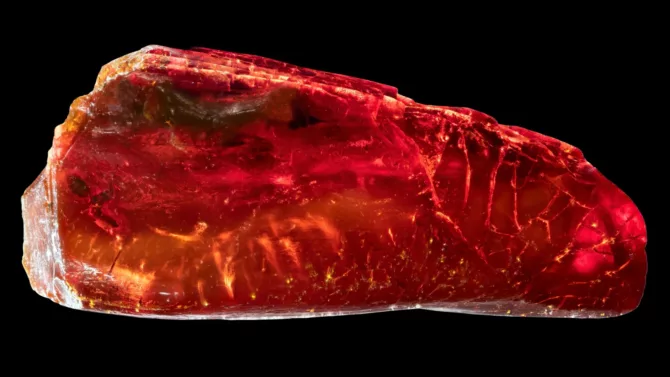 歌德收藏中发现4000万年古蚁