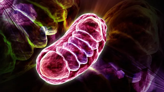 科学家发现可逆转细胞衰老的隐藏机制