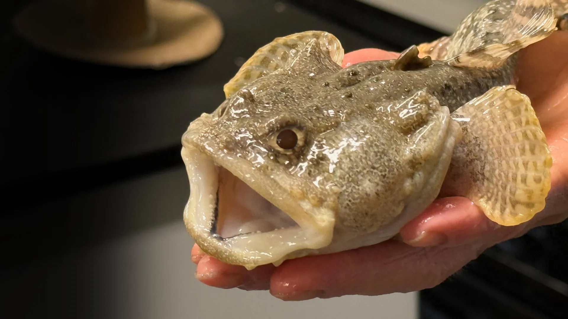鱼体内微生物:海洋健康的隐形守护者