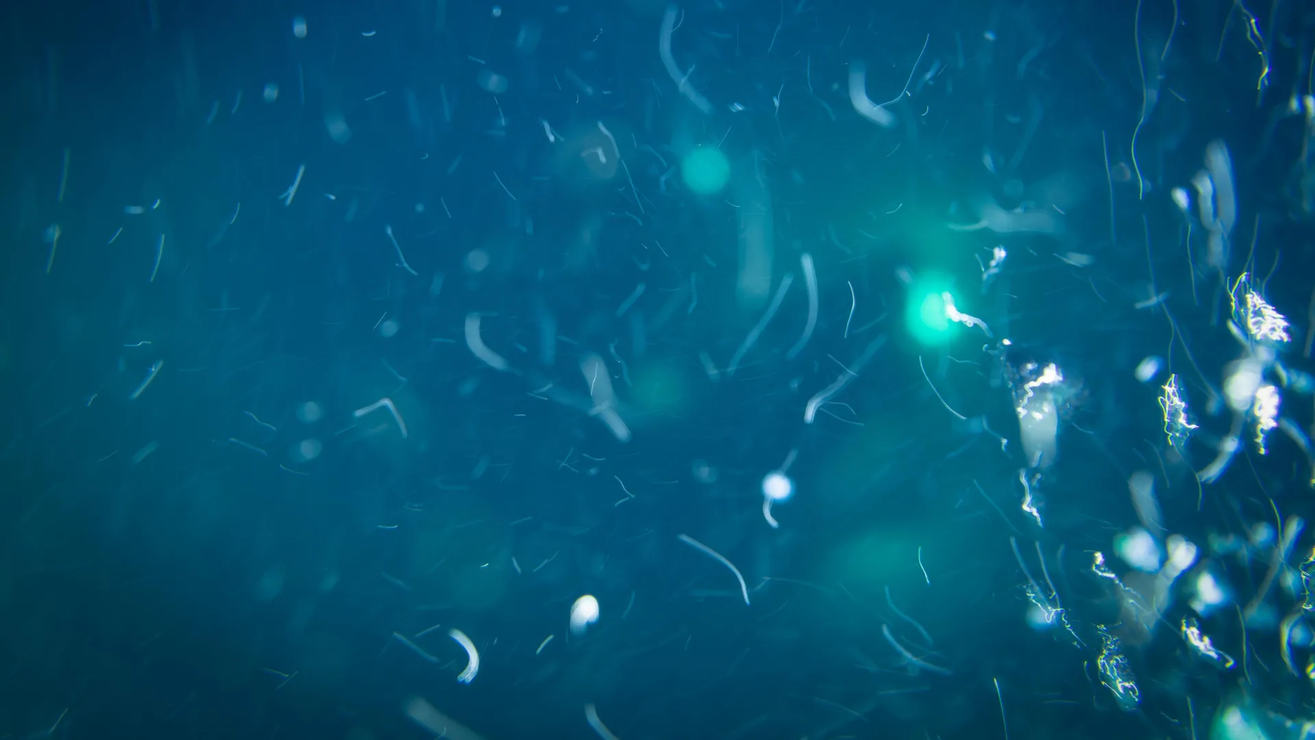 科学家发现深海生物新食源