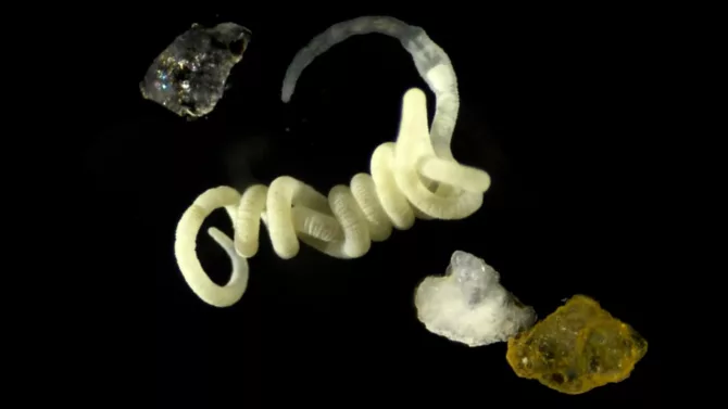 动物享用大自然”原始生物塑料”已有数百万年
